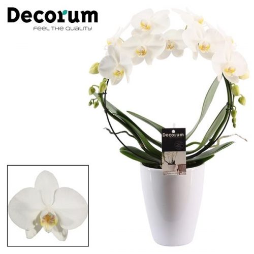 Phalaenopsis wit boog pbwdpc	 2 tak in carly wit	-	5	-	Adet