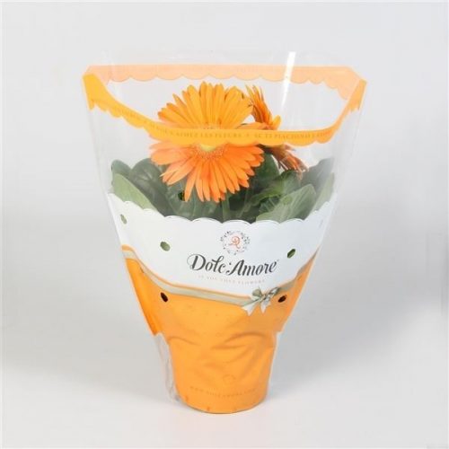 Gerbera colourgame oranje