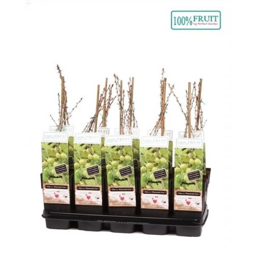 Ribes uva-crispa hinnonmaki gron