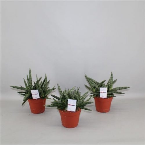 Sansevieria in sansiam shabiki