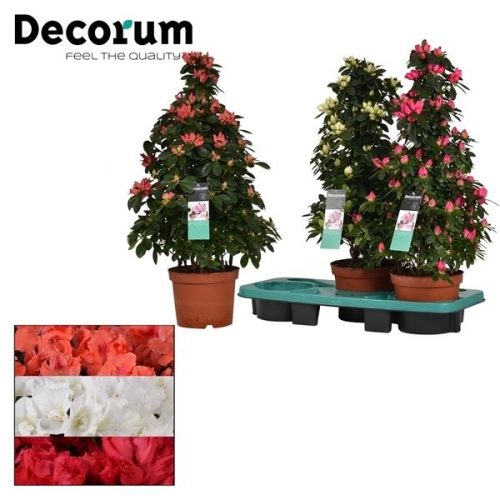 Rhododendron simsii mix hellmut vogel	 piramide	-	3	-	Adet