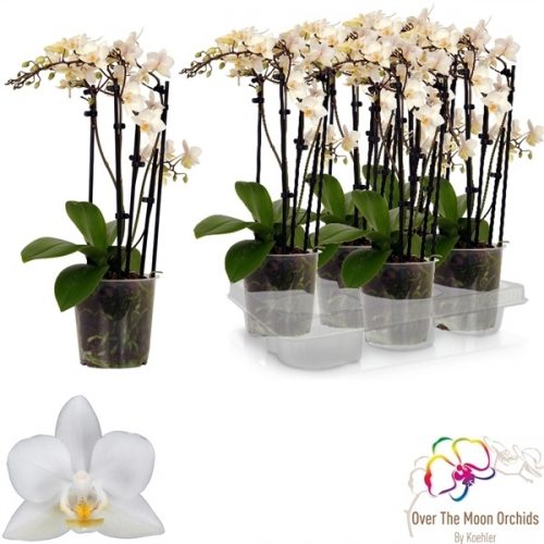 Phalaenopsis multiflora soft cloud