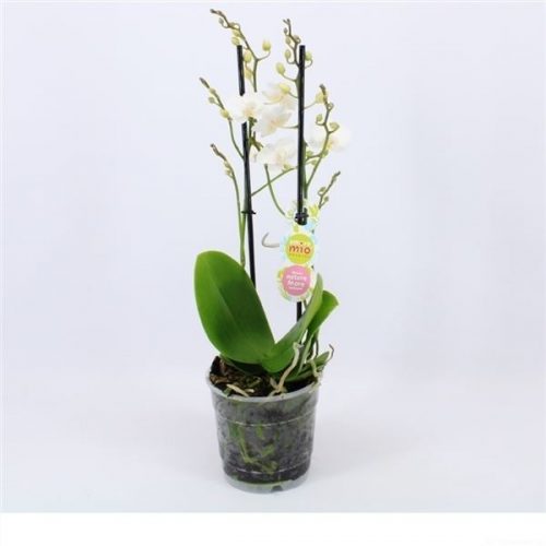 Phalaenopsis multiflora popcorn