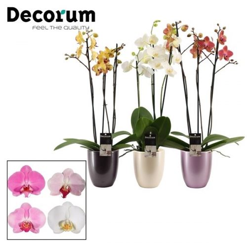Phalaenopsis mix p3tdpp	 3 tak in pearl keramiek	-	7	-	Adet