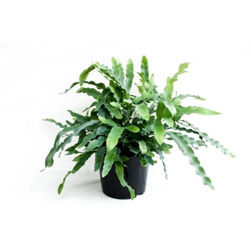 Phlebodium aureum blue star