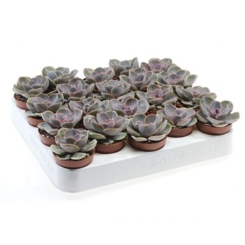 Echeveria perle von nurnberg