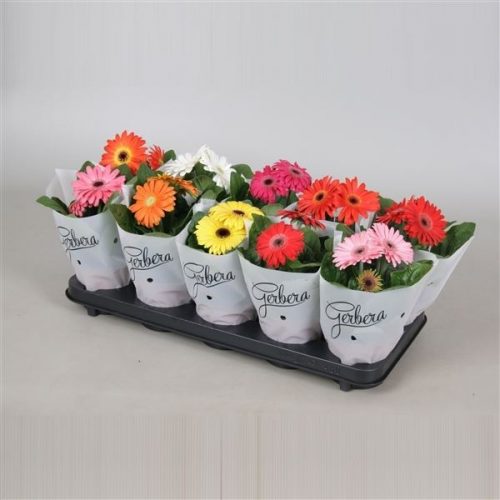 Gerbera mix