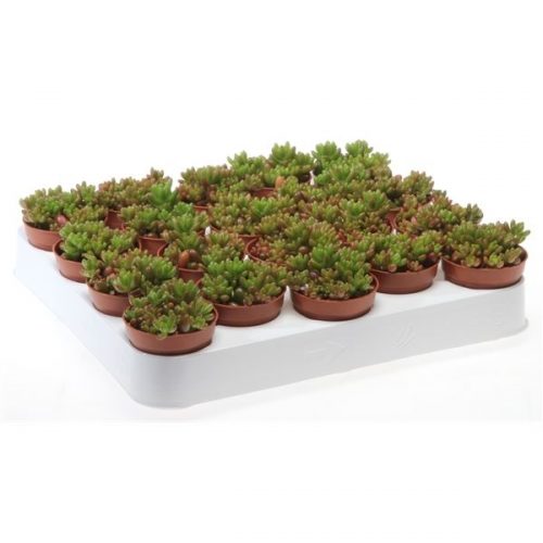 Sedum rubrotinctum su5022