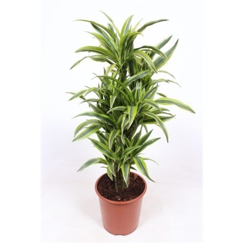 Dracaena fragr. der. lemon lime