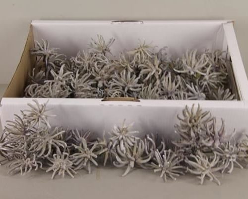 Spidergum Claw Box (100p) Whw. - Spidergum claw box (100p)