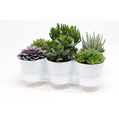 Succulenten mix 1010000
