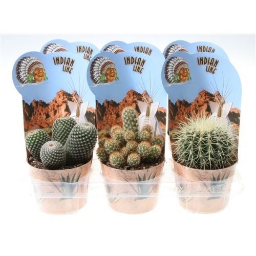 Cactus mix potcover indian line pv12025
