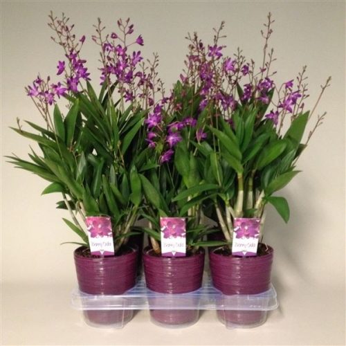 Dendrobium berry oda bo12cm12tk