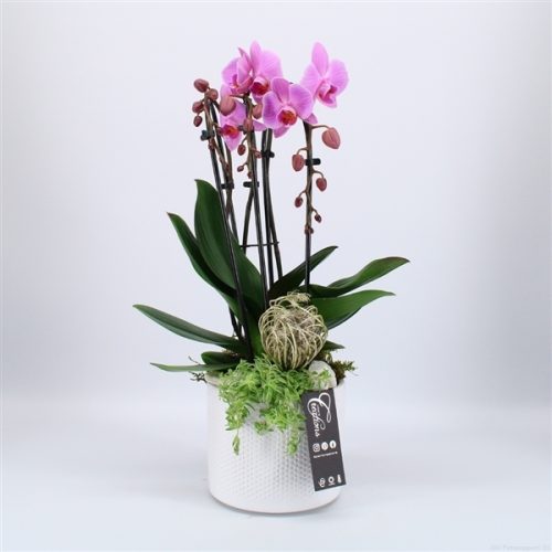 Phal-2033rz phalaenopsis creatie	-	6	-	Adet