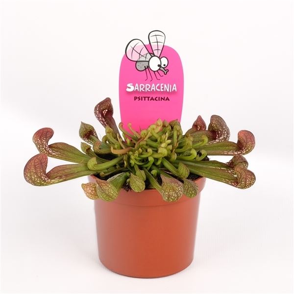 Sarracenia psittacina gigantea 1 Sarracenia psittacina gigantea