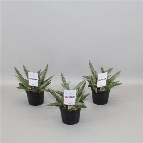 Sansevieria in sansiam shabiki