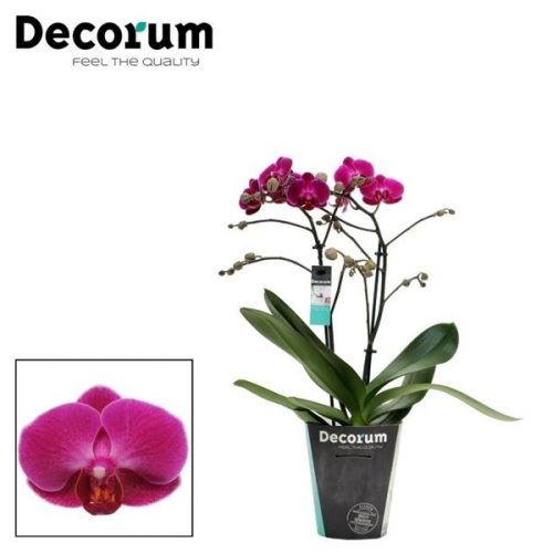 Phalaenopsis multiflora morelia		-	4	-	Adet