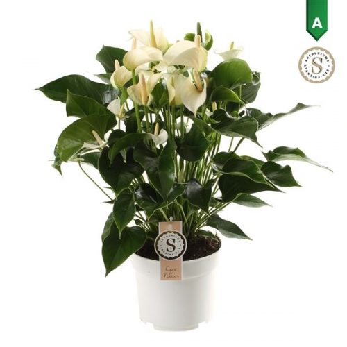 Anthurium andr. white champion
