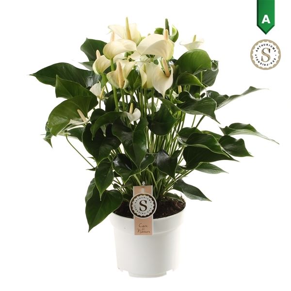 Anthurium andr. white champion 1 Anthurium andr. white champion