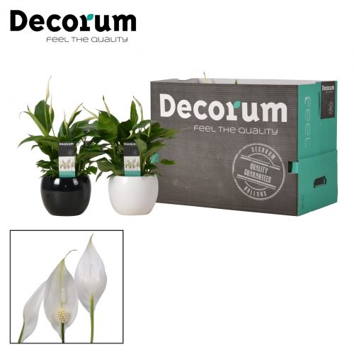 Spathiphyllum bellini 12012	 6+ bl. in bolpot	-	6	-	Adet