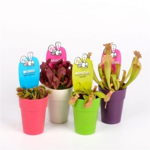 Vleesetende planten mix