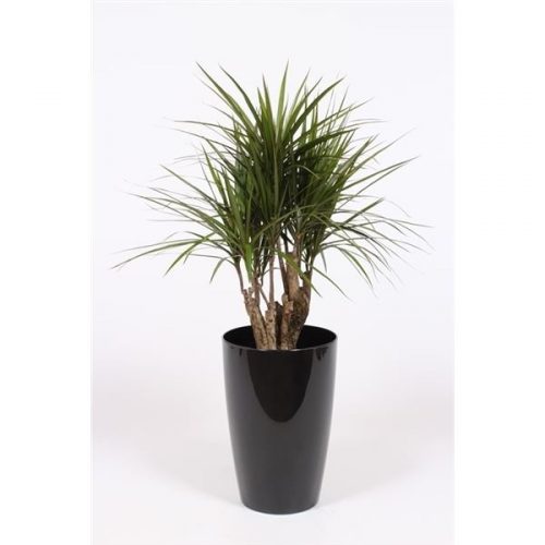 Dracaena marginata drmak29z