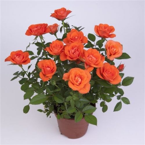 Rosa orange star