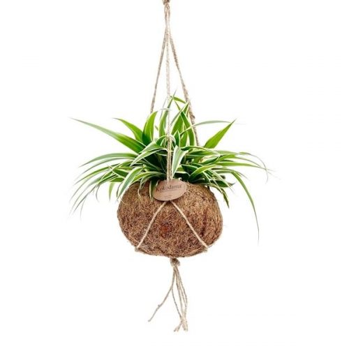 Kokodama chloropythum kds15chloro