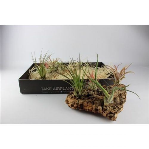 Arrangementen tillandsia mix 101637