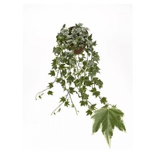 Hedera helix ripple wit