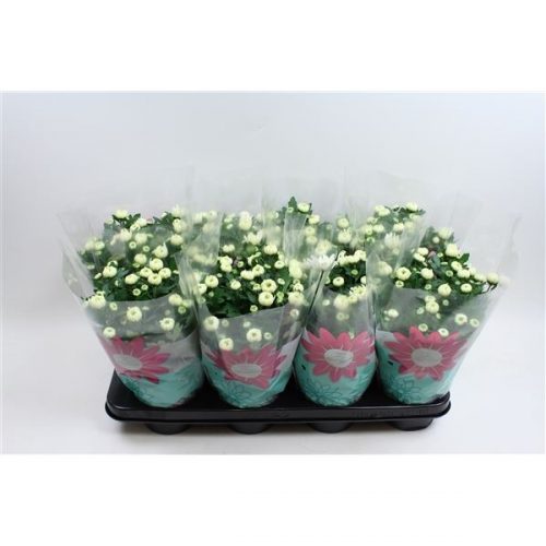 Chrysanthemum ind. chrystal wit