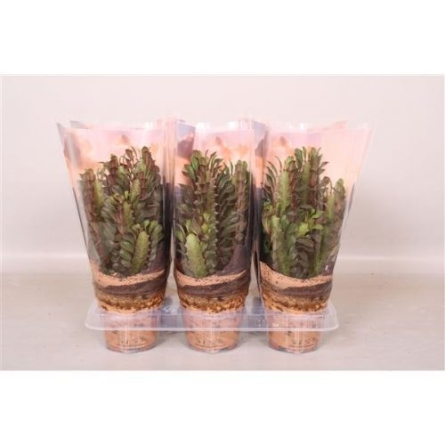 Euphorbia trigona rubra