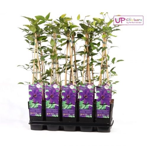 Clematis the president