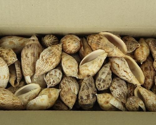 Shell Kurvi - Decoratiemateriaal