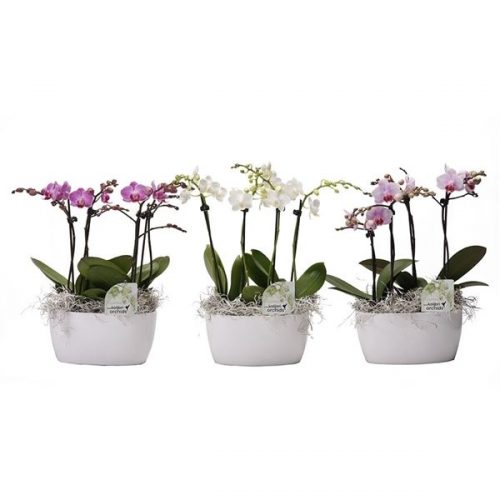 Phalaenopsis multiflora kolibri mix 14390