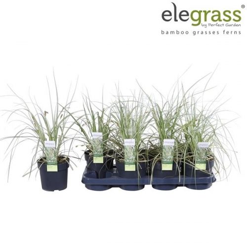 Carex hachijoensis evergold