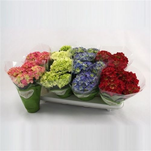 Hydrangea macr. mix