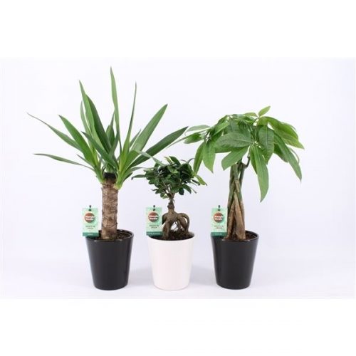 Kamerplanten jungle mix