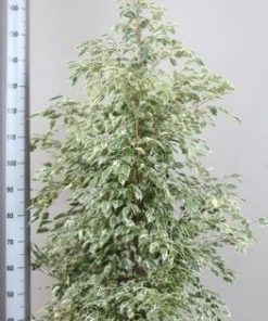 Ficus benjamina de gantel