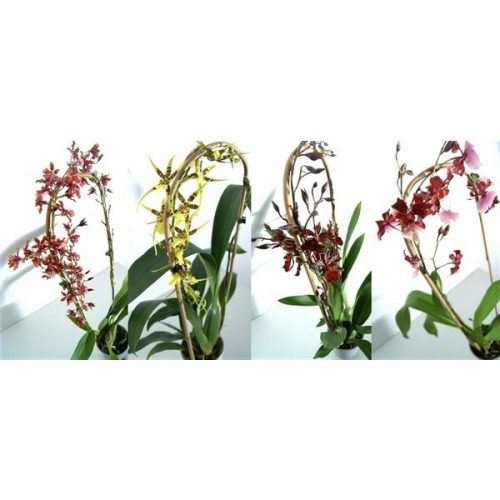 Oncidium mix boog