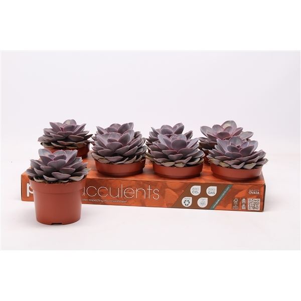 Echeveria purple pearl