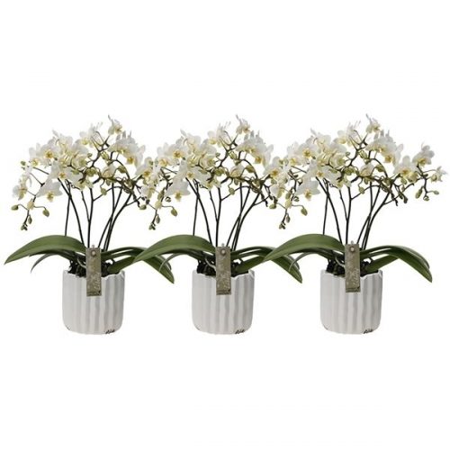 Phalaenopsis multiflora kolibri
