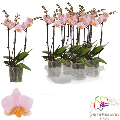 Phalaenopsis multiflora tulcan
