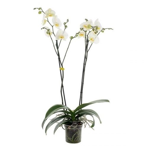Phalaenopsis winterday