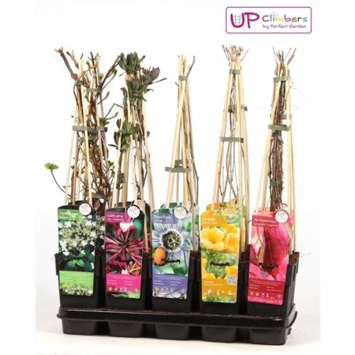 Klimplanten mix laag standaard