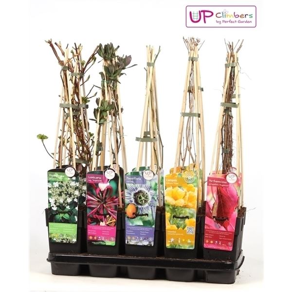 Klimplanten mix laag standaard 1 Klimplanten mix laag standaard
