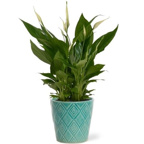 Spathiphyllum bellini