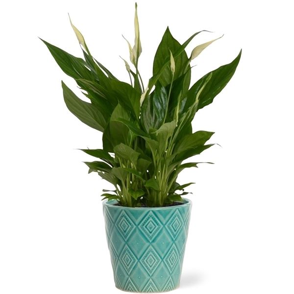 Spathiphyllum bellini