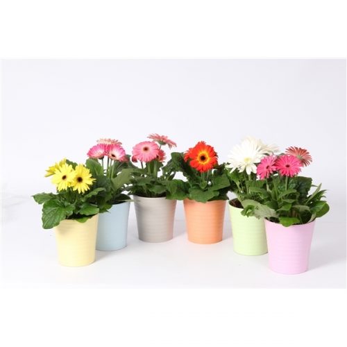 Gerbera mix