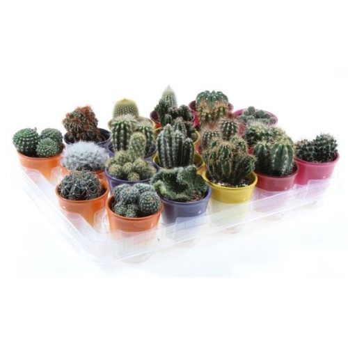 Cactus mix in 2 kleuren pot po5003